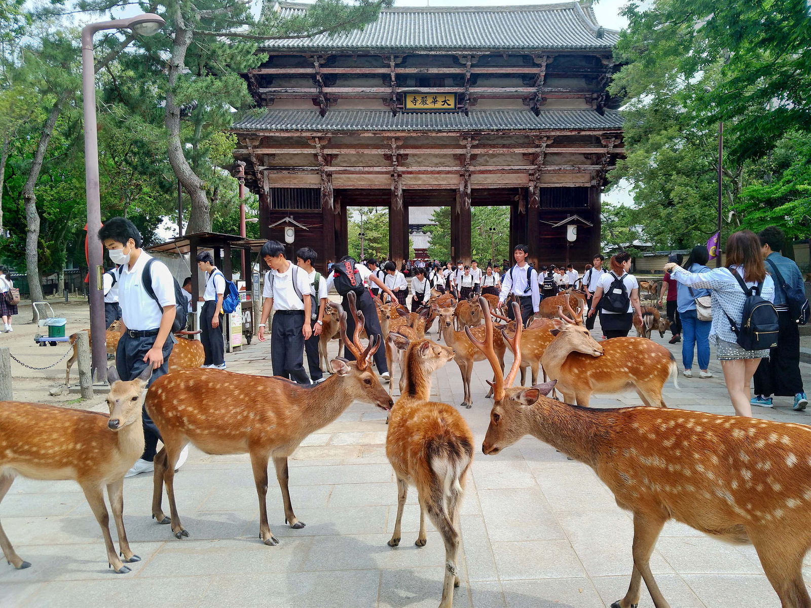 奈良公園・東大寺南大門
